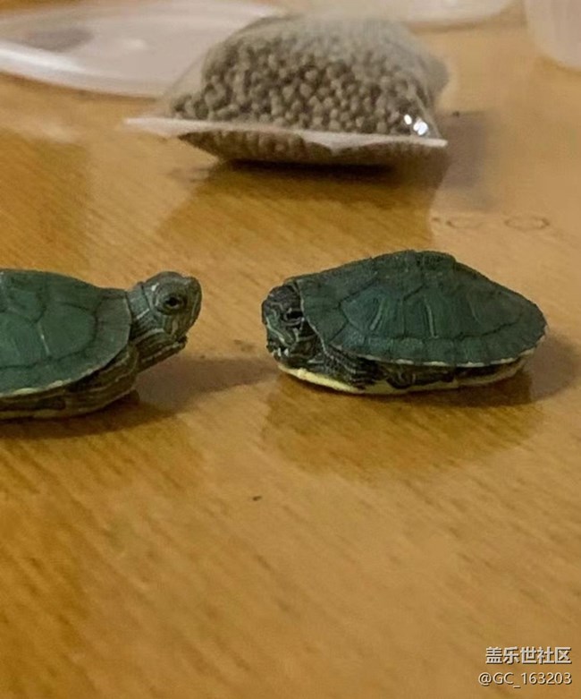 【萌萌的寵物】小烏龜