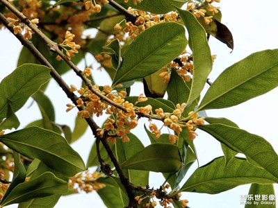 【金秋時(shí)節(jié)】丹桂飄香