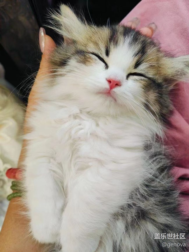 【萌萌的寵物】咪咪