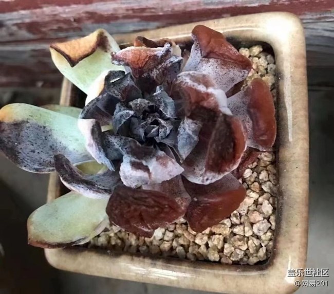 【與國同慶】重生