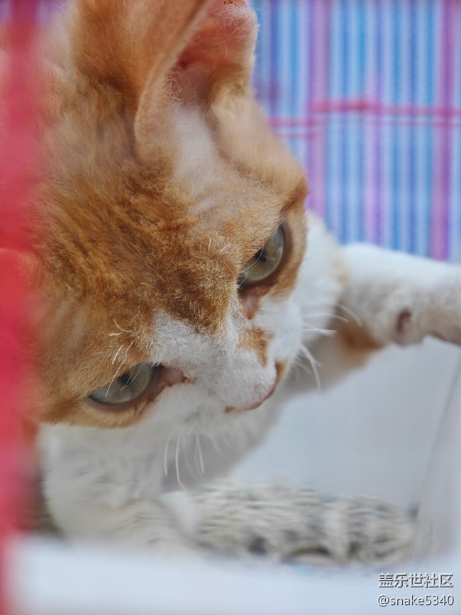 【十月的蜀國(guó)】+ 可愛(ài)小貓