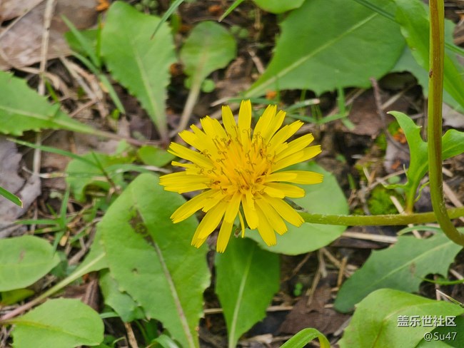 我拍的10倍鏡，無發(fā)白問題