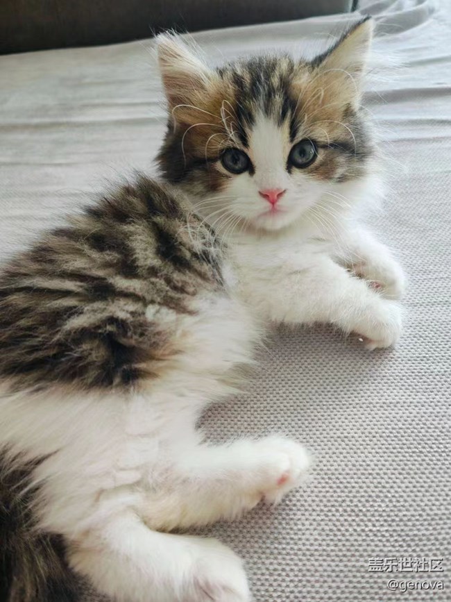 【萌萌的寵物】咪咪