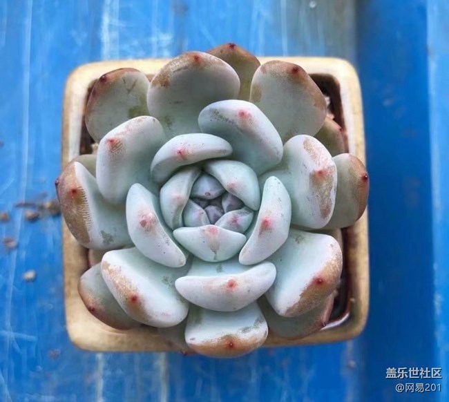 【與國同慶】重生