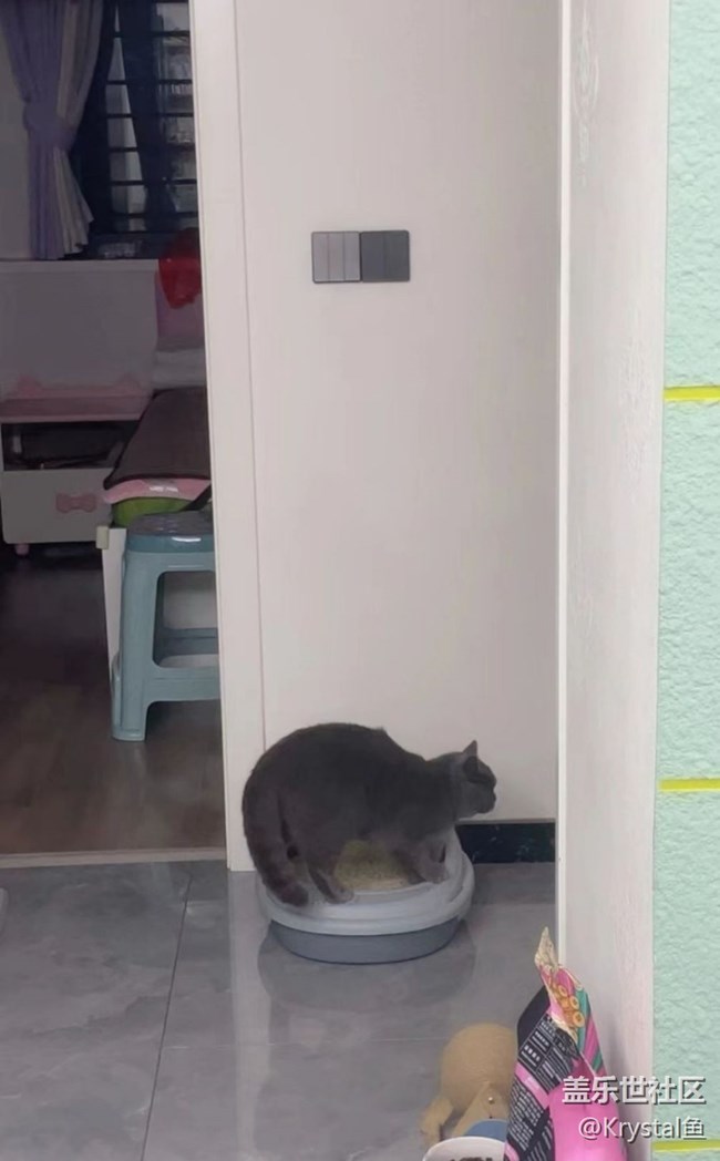 【萌萌的寵物】新成員