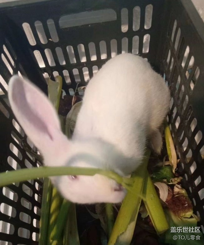 【萌萌的寵物】白兔