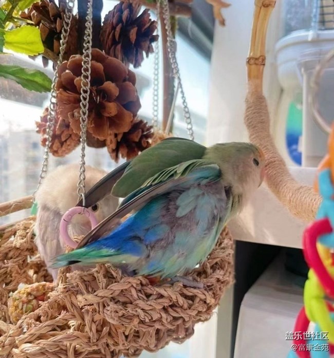 【萌萌的寵物】鸚鵡