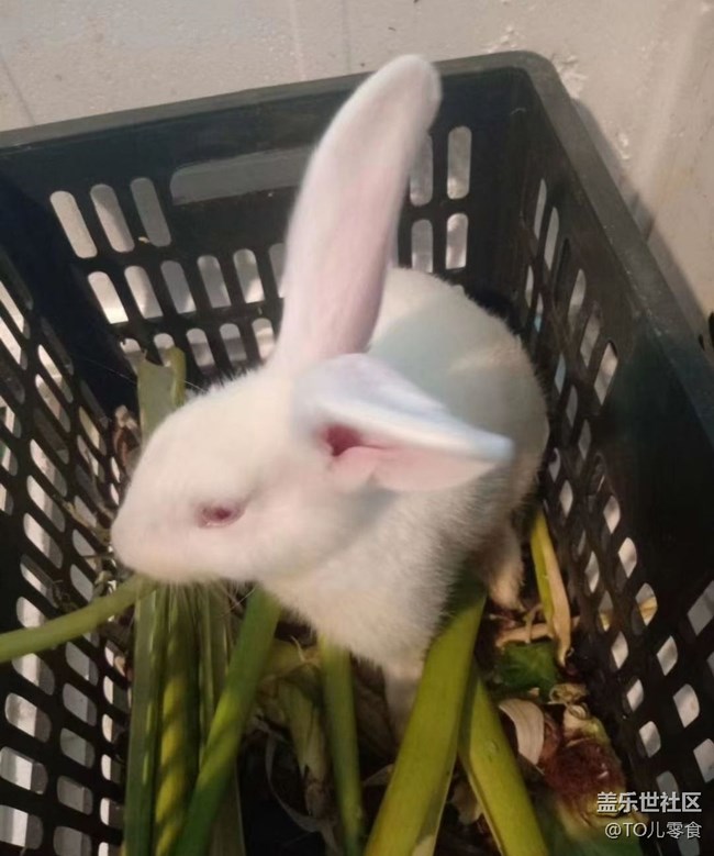 【萌萌的寵物】白兔