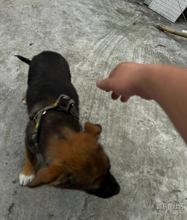 【萌萌的寵物】小狗