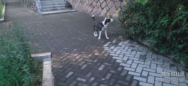 【萌萌的寵物】小花