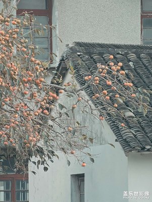 【金秋時節(jié)】+柿子熟了