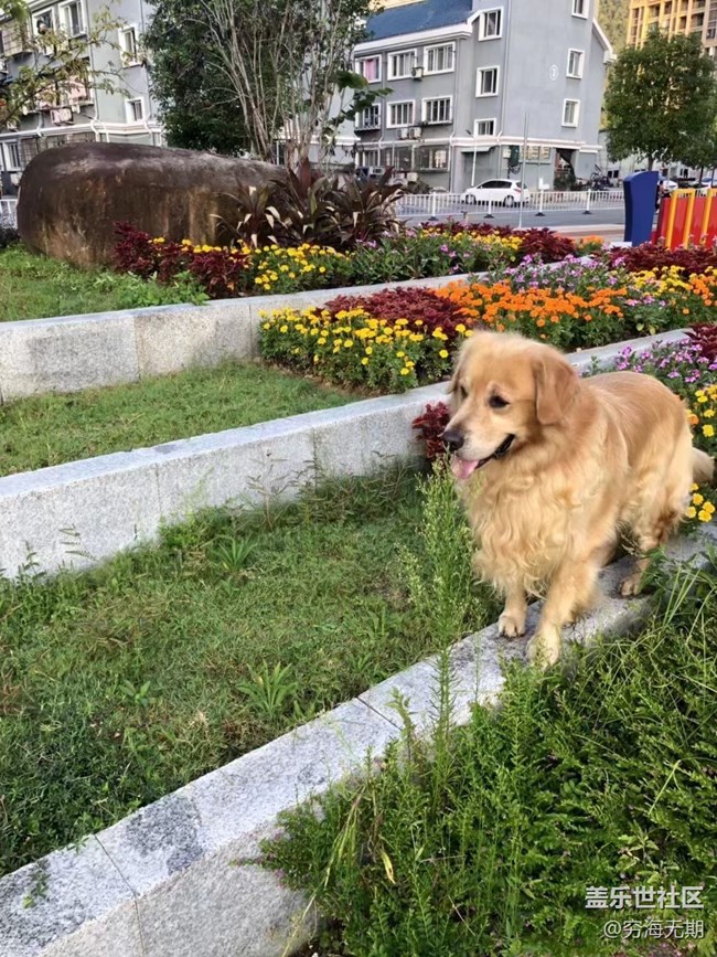 【萌萌的寵物】大黃