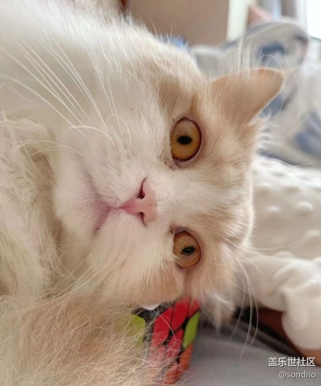 【萌萌的寵物】貓寶