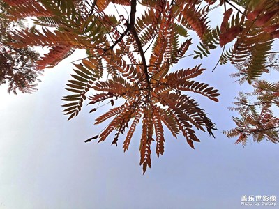 【金秋時節(jié)】+秋葉