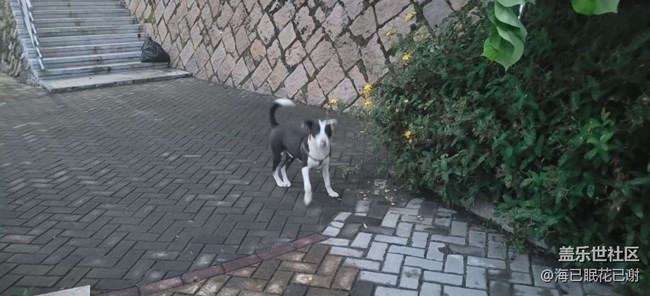 【萌萌的寵物】小花