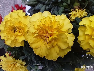 【金秋時(shí)節(jié)】+小花花