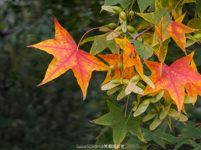 已開獎(jiǎng)【蓋樂世影像周賽第366期】——靜美時(shí)分