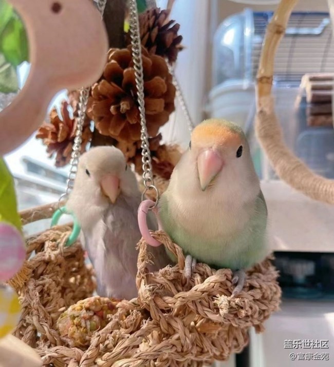 【萌萌的寵物】鸚鵡