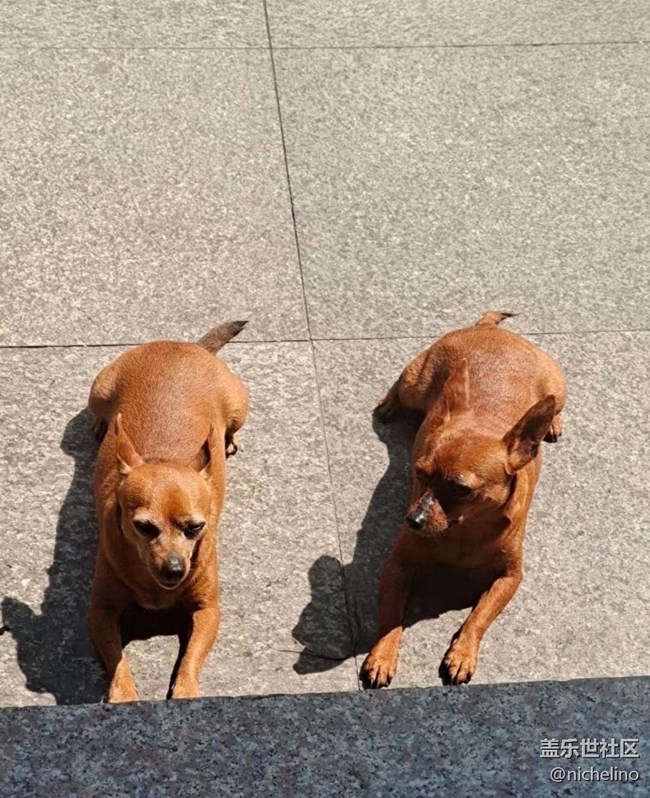 【萌萌的寵物】狗狗