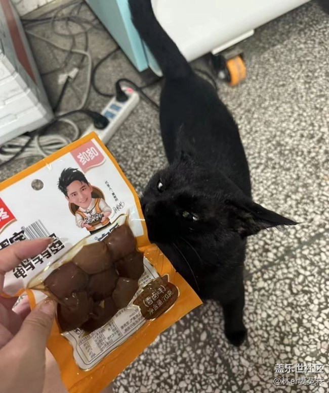 【萌萌的寵物】饞貓