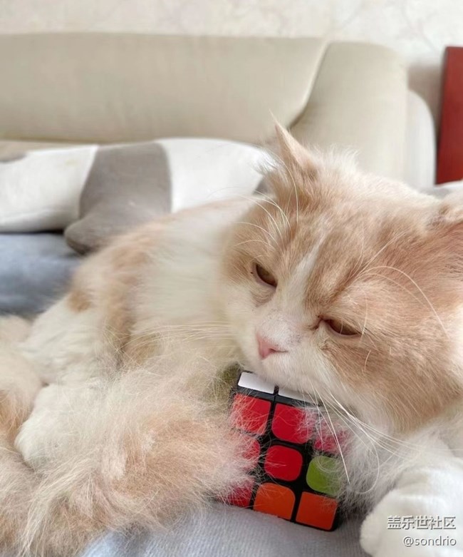 【萌萌的寵物】貓寶