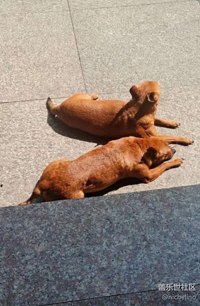 【萌萌的寵物】狗狗