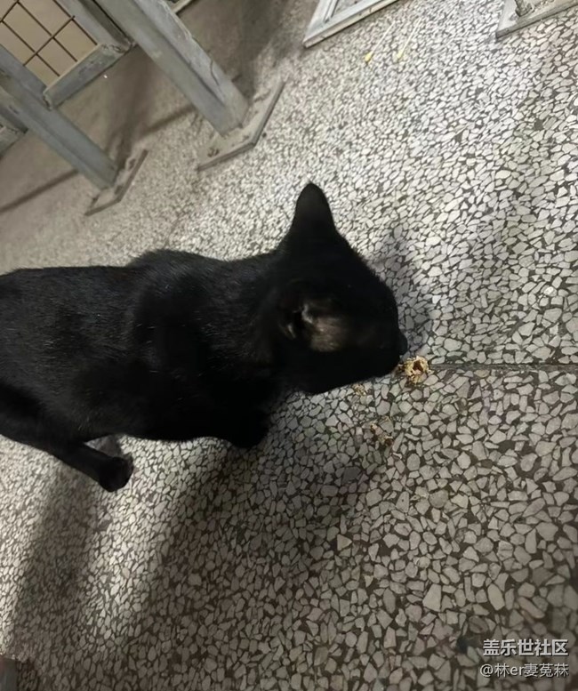 【萌萌的寵物】饞貓