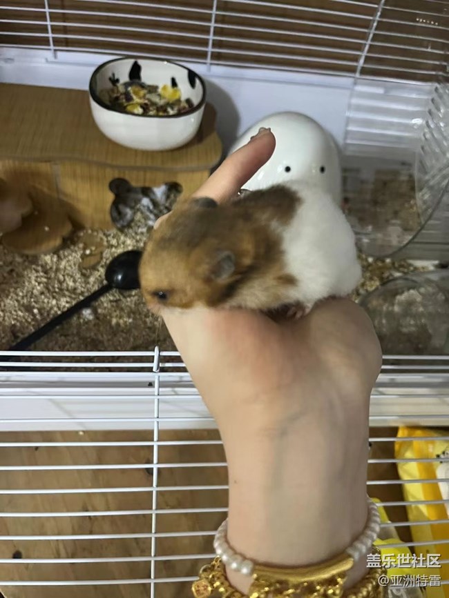 【萌萌的寵物】