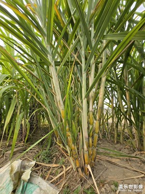 【金秋時(shí)節(jié)】菜園子隨拍