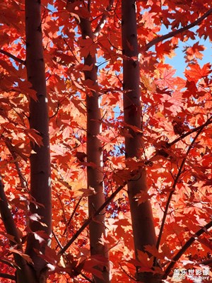 【金秋時(shí)節(jié)】一葉知秋