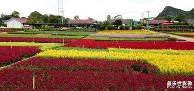 【金秋時節(jié)】花花世界，我們來過！