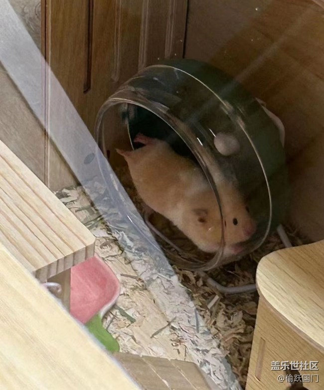 【萌萌的寵物】鼠鼠