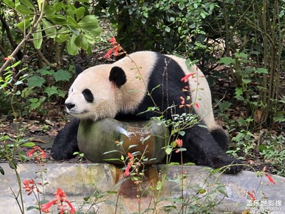 隨手拍