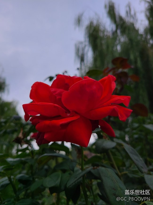 【五顏六色的秋天】秋天的顏色