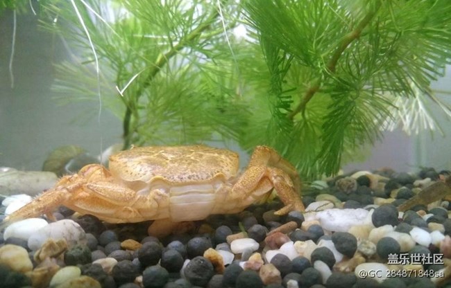 【萌萌的寵物】螃蟹