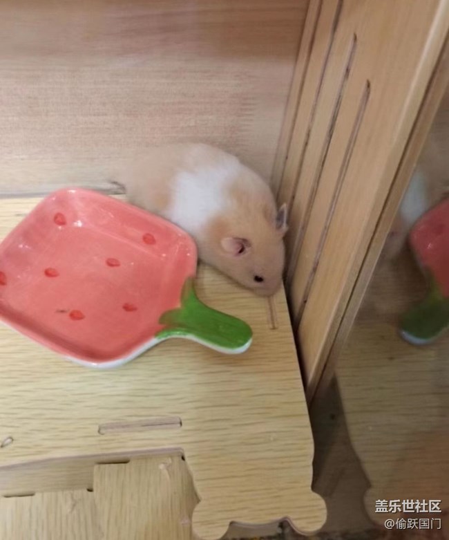 【萌萌的寵物】鼠鼠