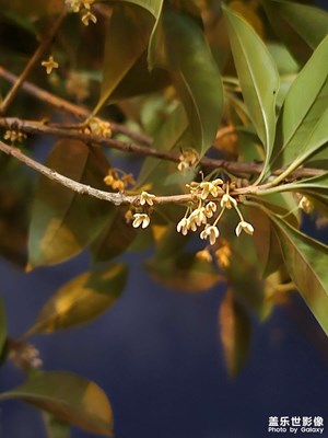 【金秋時(shí)節(jié)】+秋天的夜