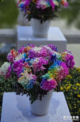 【金秋時節(jié)】七彩炫菊：我真的不是假的