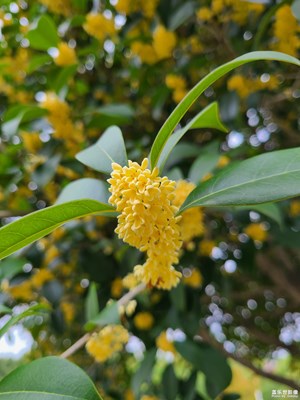 【金秋時節(jié)】+秋天隨拍