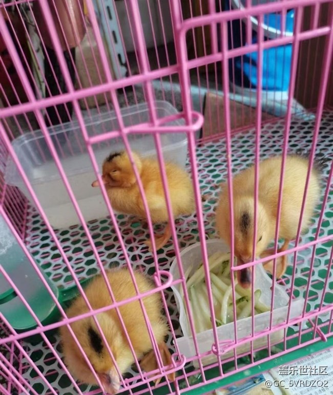 【萌萌的寵物】小鴨子