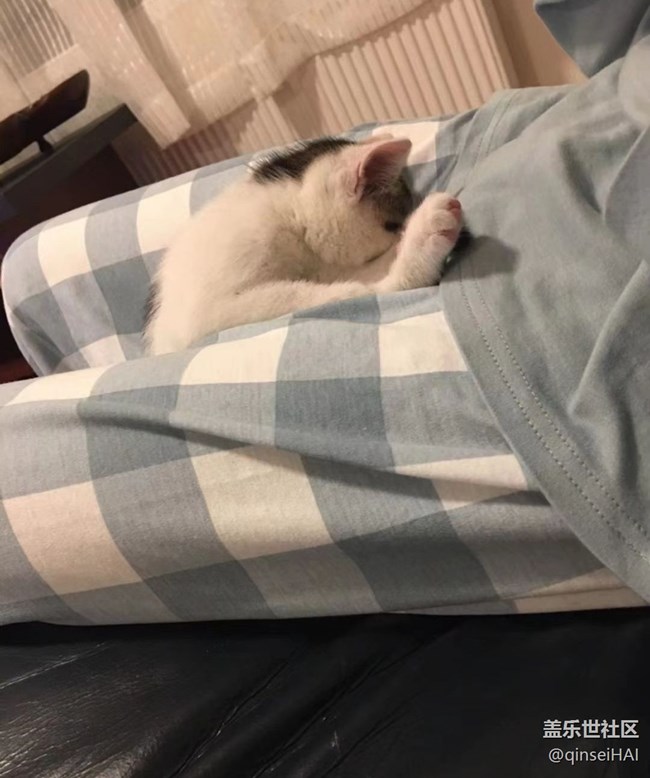 【萌萌的寵物】小小貓