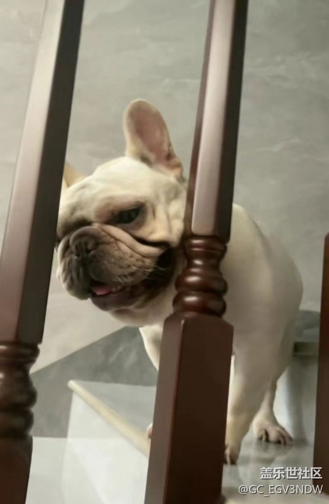 【萌萌的寵物】狗子