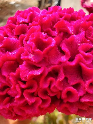 【金秋時節(jié)】+雞冠花