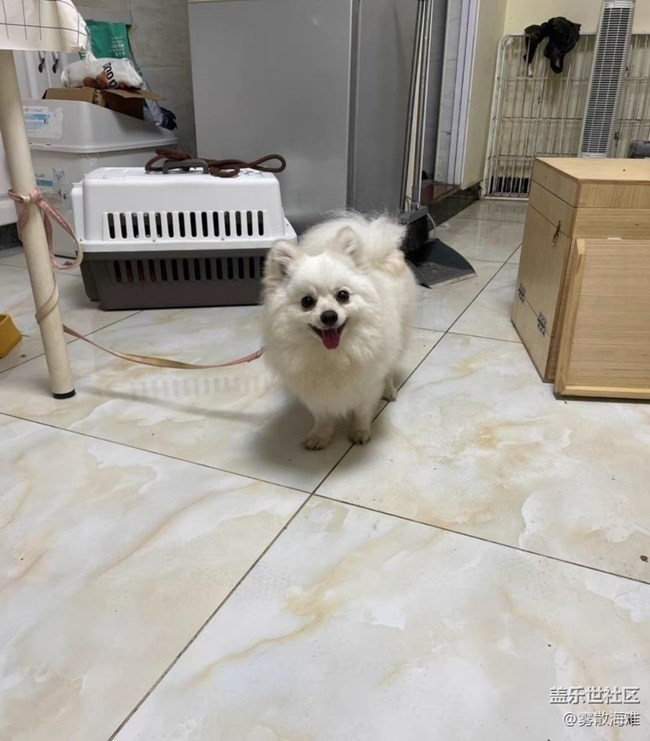 【萌萌的寵物】小白