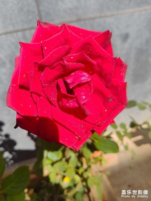 單位大院里去年栽種的新品月季花