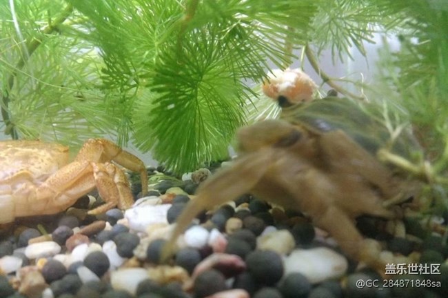 【萌萌的寵物】螃蟹