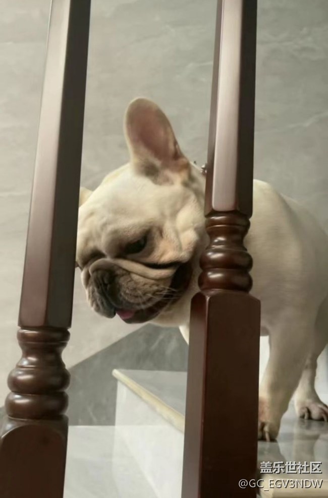 【萌萌的寵物】狗子