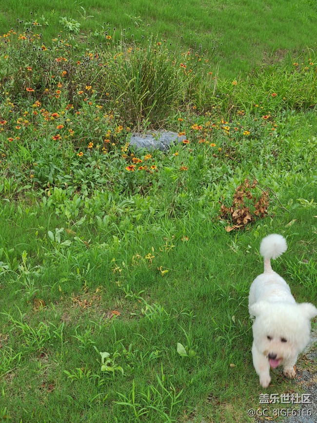 【萌萌的寵物】萌寵