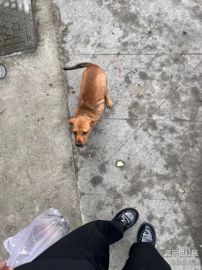 【萌萌的寵物】狗狗