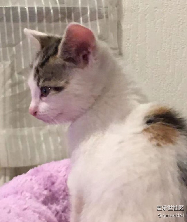 【萌萌的寵物】小小貓